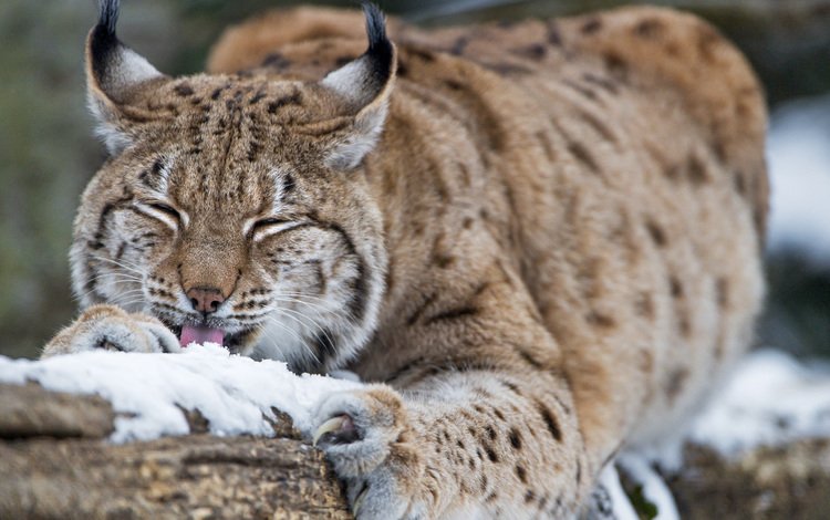 снег, зима, рысь, дикая кошка, tambako the jaguar, snow, winter, lynx, wild cat