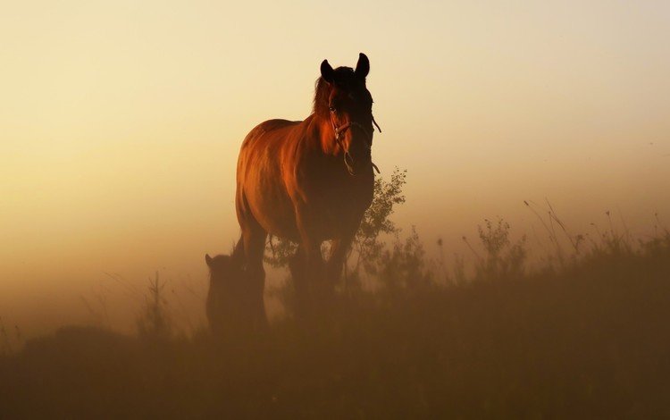 лошадь, восход, утро, рассвет, конь, грива, степь, жеребенок, horse, sunrise, morning, dawn, mane, the steppe, foal
