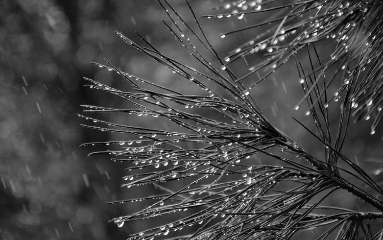 хвоя, капли, чёрно-белое, белый, ель, дождь, needles, drops, black and white, white, spruce, rain