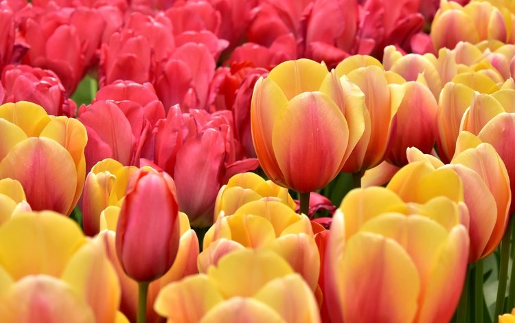 бутоны, лепестки, тюльпаны, buds, petals, tulips