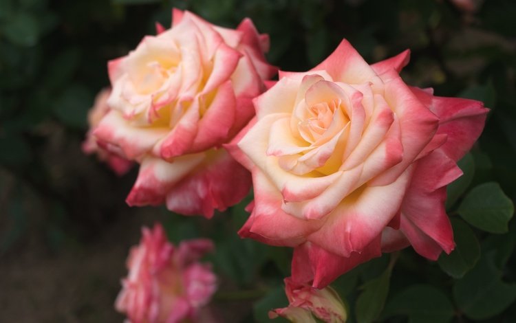 бутоны, листья, макро, розы, лепестки, buds, leaves, macro, roses, petals