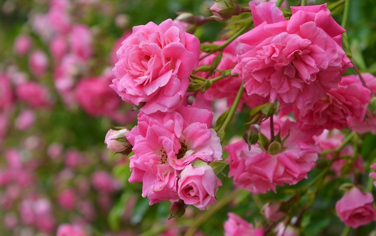 цветы, бутоны, розы, лепестки, розовые розы, flowers, buds, roses, petals, pink roses