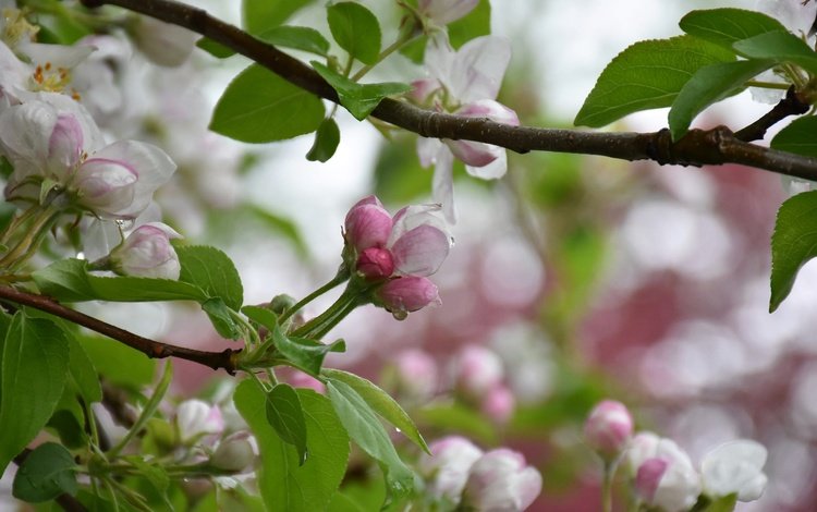 дерево, цветение, весна, яблоня, tree, flowering, spring, apple