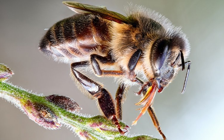 глаза, макро, насекомое, фон, пчела, пыльца, стебелёк, eyes, macro, insect, background, bee, pollen, stem