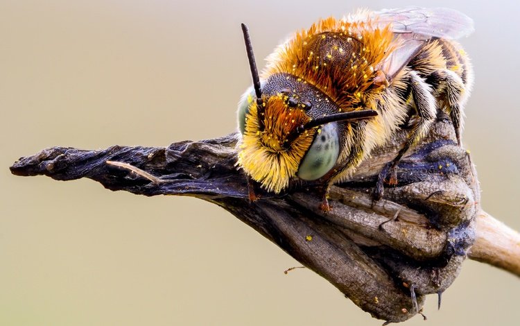 глаза, макро, насекомое, фон, растение, усики, пчела, пыльца, eyes, macro, insect, background, plant, antennae, bee, pollen