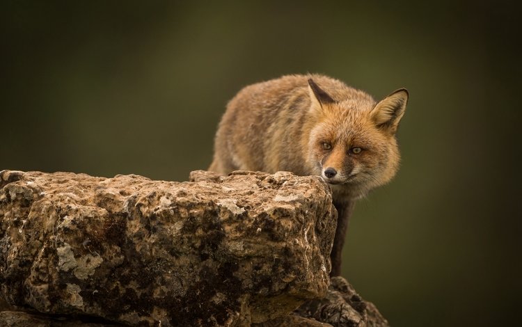 фон, взгляд, рыжая, лиса, хищник, камень, лисица, background, look, red, fox, predator, stone