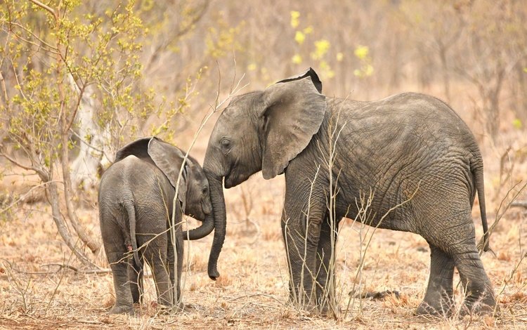 природа, африка, слоны, хобот, nature, africa, elephants, trunk