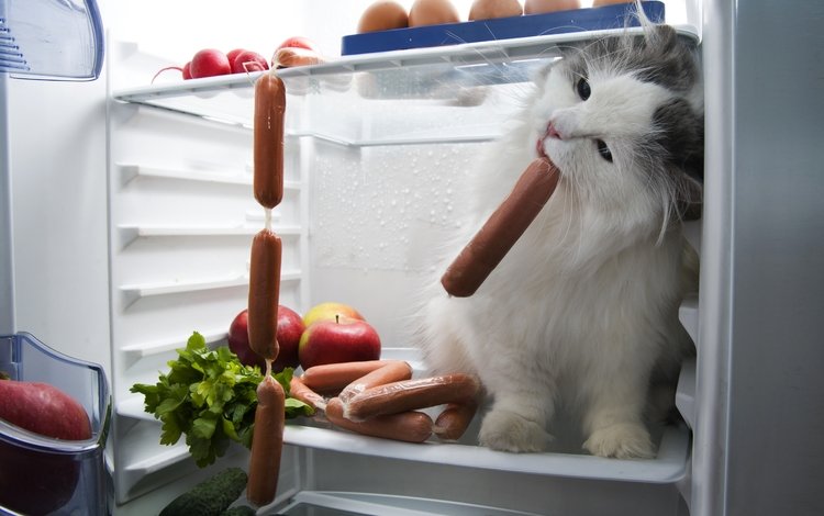 кот, мордочка, усы, кошка, взгляд, холодильник, сосиски, cat, muzzle, mustache, look, refrigerator, sausage