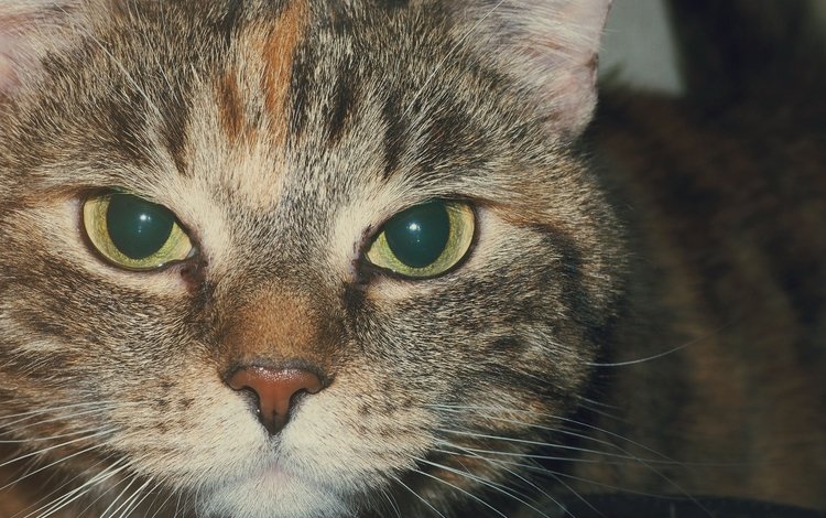 кот, мордочка, усы, кошка, взгляд, полосатый, cat, muzzle, mustache, look, striped