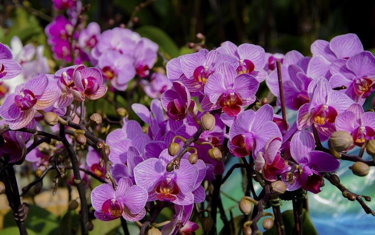 цветы, цветение, лепестки, орхидеи, фаленопсис, flowers, flowering, petals, orchids, phalaenopsis