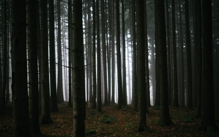 деревья, лес, туман, темнота, trees, forest, fog, darkness