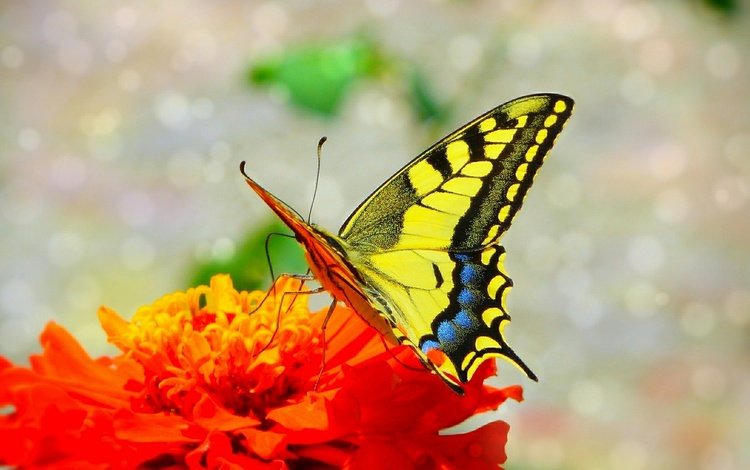 макро, насекомое, цветок, бабочка, крылья, macro, insect, flower, butterfly, wings