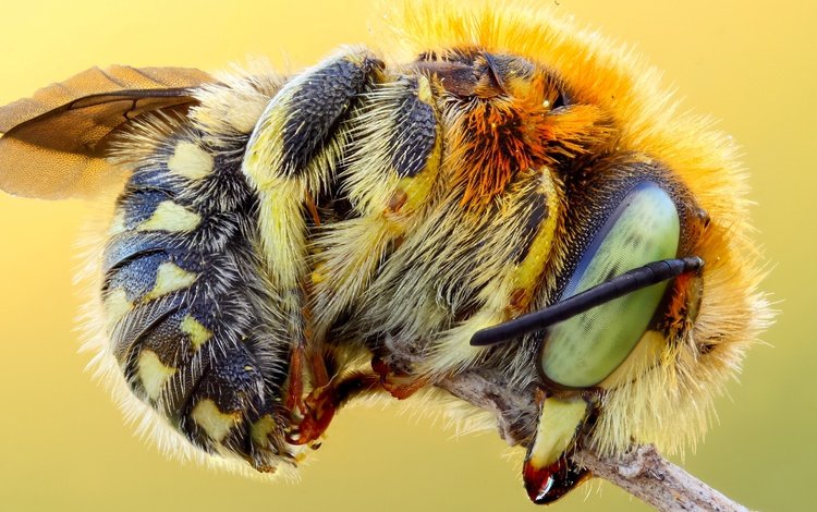 макро, насекомое, фон, стебель, пчела, шмель, macro, insect, background, stem, bee, bumblebee