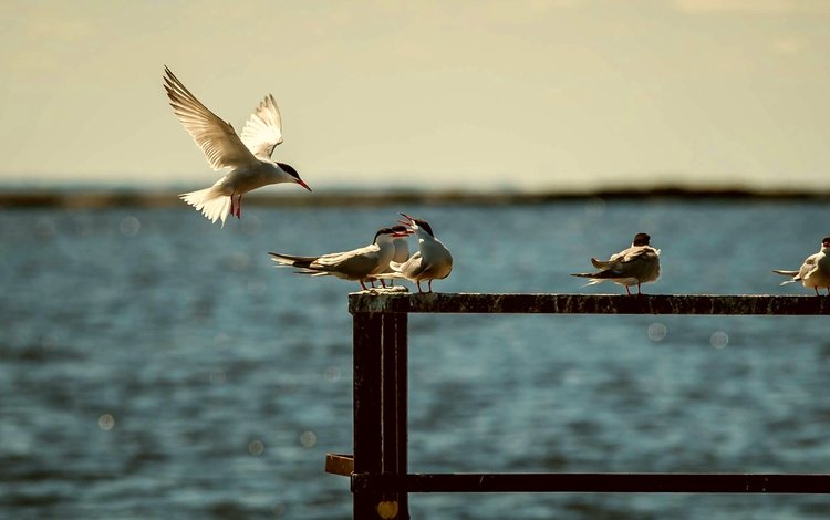 вода, море, лето, крылья, птицы, чайки, water, sea, summer, wings, birds, seagulls
