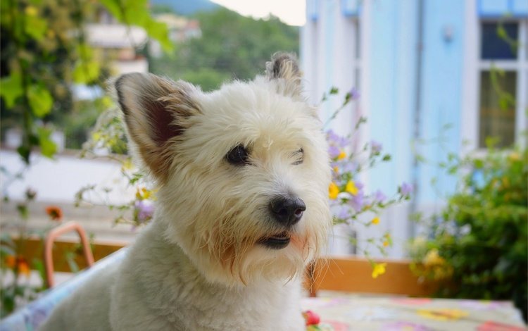 мордочка, взгляд, собака, вест-хайленд-уайт-терьер, muzzle, look, dog, the west highland white terrier