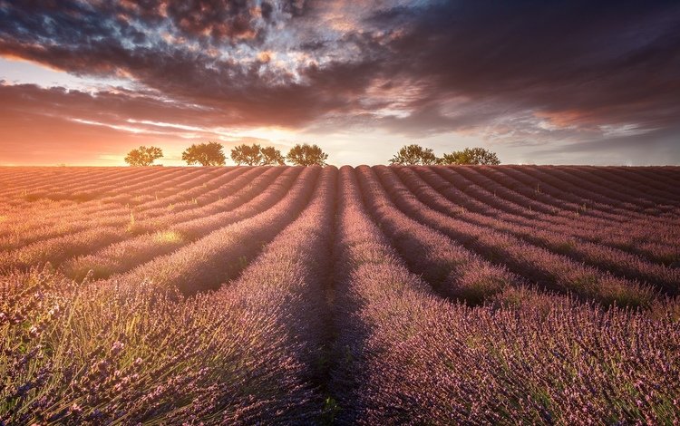свет, природа, поле, лаванды, light, nature, field, lavender