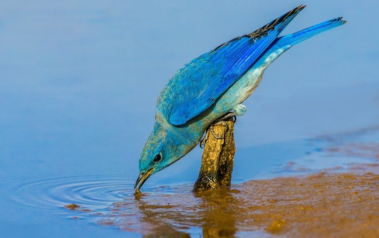вода, птица, клюв, перья, голубая сиалия, water, bird, beak, feathers, blue sialia