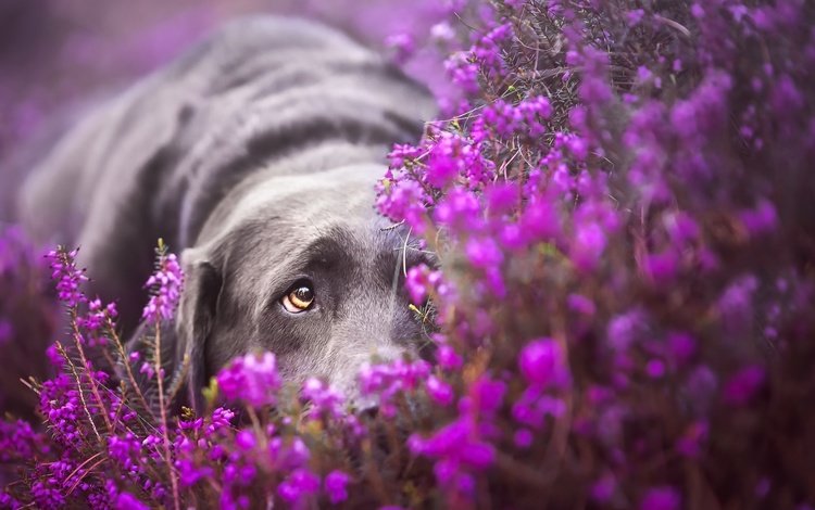 грусть, взгляд, собака, лабрадор, ретривер, лежа, фиолетовые цветы, sadness, look, dog, labrador, retriever, lying, purple flowers