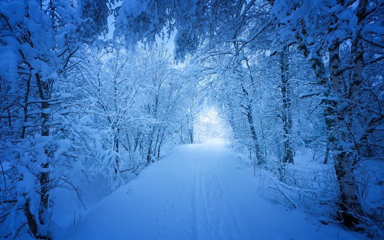 дорога, деревья, снег, лес, зима, пейзаж, следы, сугробы, road, trees, snow, forest, winter, landscape, traces, the snow