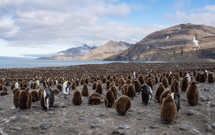 птицы, пингвин, стая, пингвины, королевский пингвин, birds, penguin, pack, penguins, royal penguin