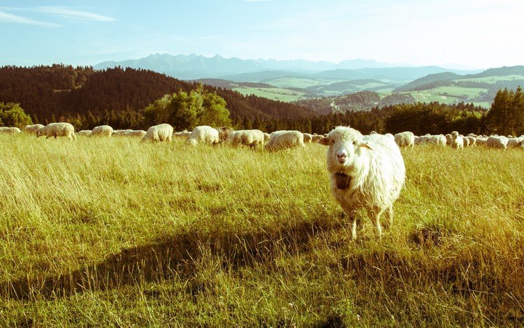 трава, горы, пейзаж, поле, луг, пастбище, овцы, овца, животные.овца, animals.sheep, grass, mountains, landscape, field, meadow, pasture, sheep