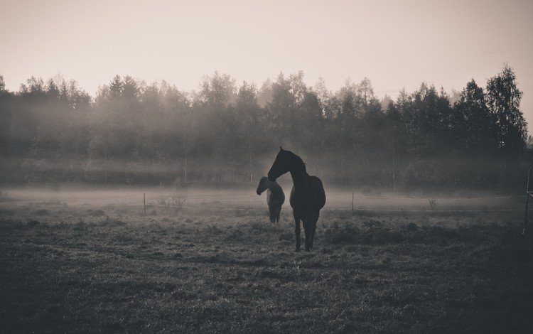 утро, животные, туман, рассвет, чёрно-белое, силуэт, лошади, morning, animals, fog, dawn, black and white, silhouette, horse