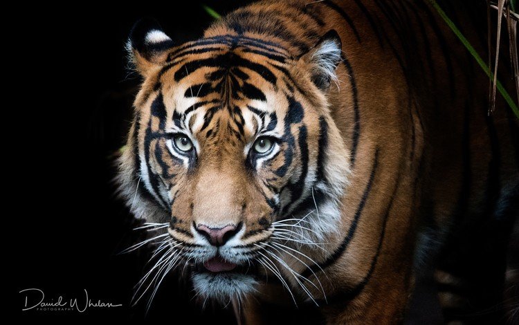 тигр, черный фон, глаза, морда, фон, усы, кошка, взгляд, хищник, tiger, black background, eyes, face, background, mustache, cat, look, predator