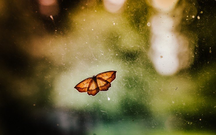 насекомое, бабочка, крылья, размытость, insect, butterfly, wings, blur