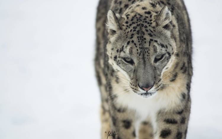 морда, снежный барс, ирбис, снежный леопард, face, snow leopard, irbis