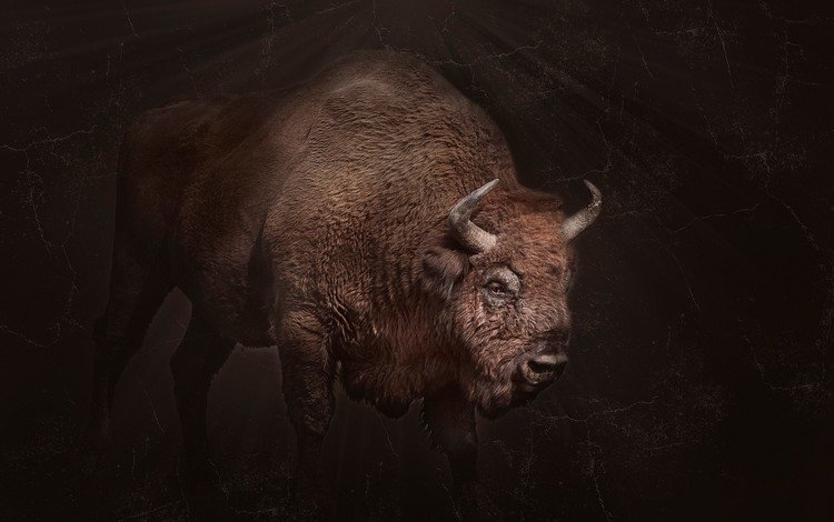 фон, рога, бизон, background, horns, buffalo