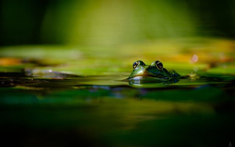 вода, лягушка, зеленая, der lichtklicker, water, frog, green
