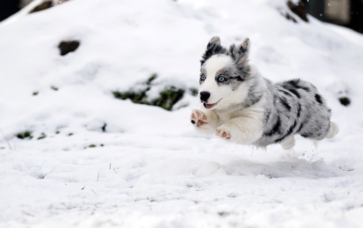 снег, зима, собака, прыжок, щенок, бег, бордер-колли, snow, winter, dog, jump, puppy, running, the border collie