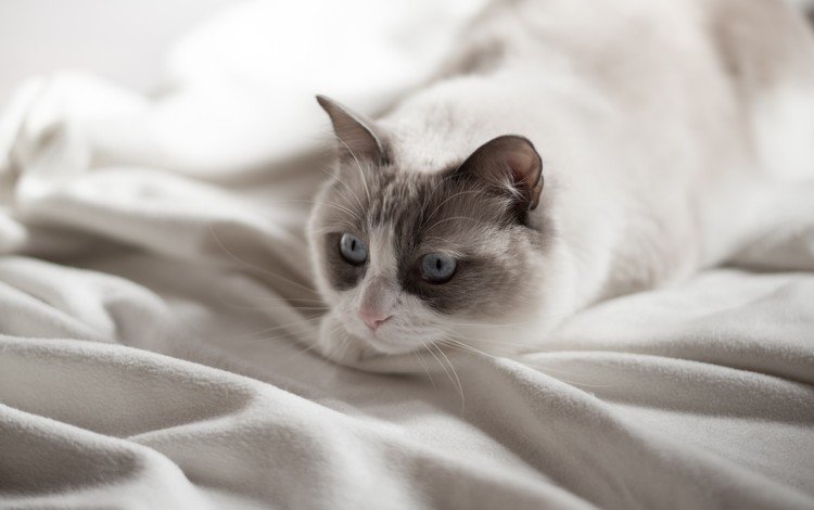 фон, кот, усы, кошка, взгляд, голубые глаза, background, cat, mustache, look, blue eyes