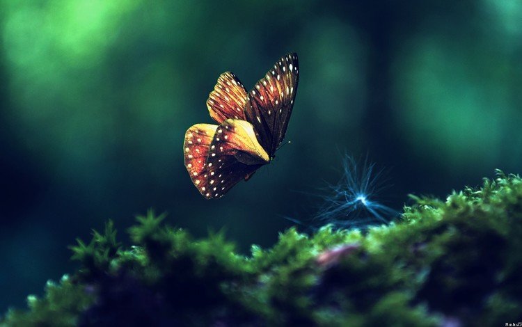 природа, макро, насекомое, фон, полет, бабочка, крылья, nature, macro, insect, background, flight, butterfly, wings