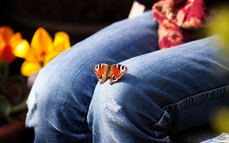 цветы, насекомое, бабочка, джинсы, ноги, тюльпаны, колени, flowers, insect, butterfly, jeans, feet, tulips, knees