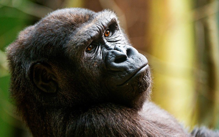 морда, взгляд, обезьяна, горилла, примат, face, look, monkey, gorilla, the primacy of