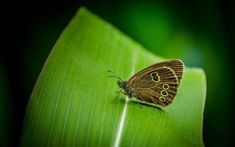 насекомое, бабочка, крылья, лист, растение, insect, butterfly, wings, sheet, plant