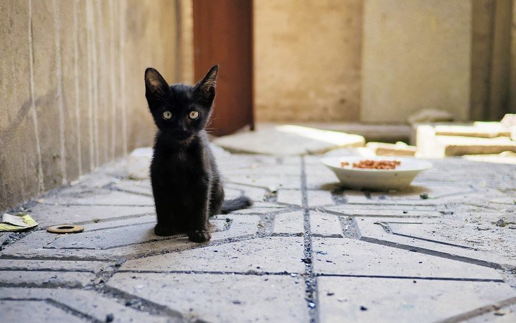 глаза, взгляд, котенок, корм, миска, чёрная кошка, eyes, look, kitty, food, bowl, black cat