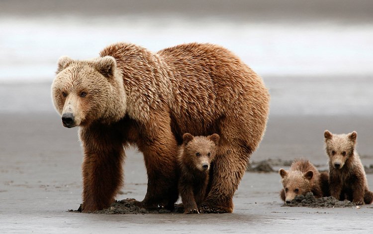 медведи, медвежонок, медведица, медвежата, grizzly bear, bears, bear