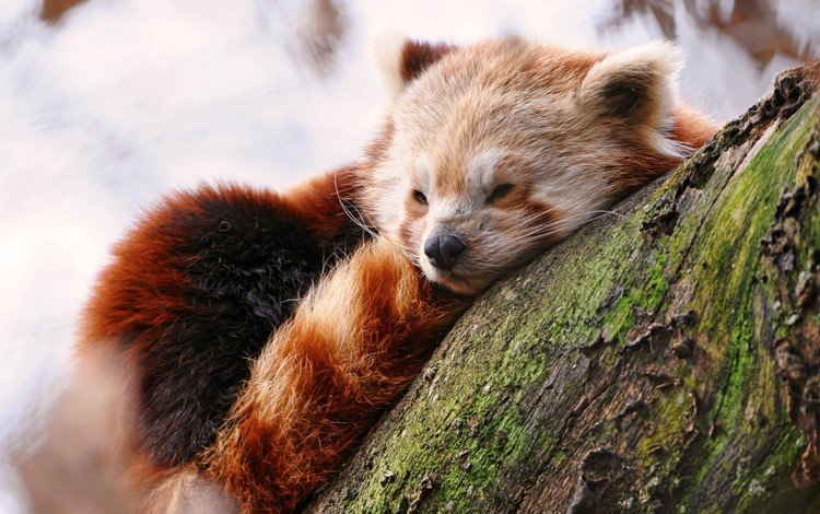 дерево, мордочка, сон, красная панда, малая панда, tree, muzzle, sleep, red panda