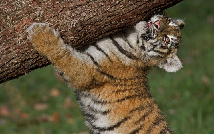 тигр, тигренок, бревно, детеныш, амурский тигр, tiger, log, cub, the amur tiger