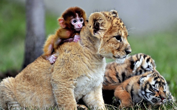 дружба, львёнок, обезьянка, тигрята, детеныши, friendship, lion, monkey, the cubs, cubs