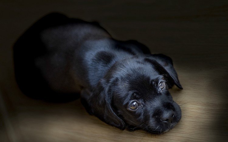 черный, собака, щенок, лабрадор, ретривер, black, dog, puppy, labrador, retriever