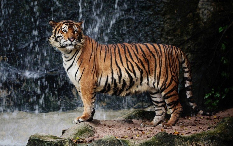 тигр, природа, большая кошка, животное, дикая природа, зоопарк, tiger, nature, big cat, animal, wildlife, zoo