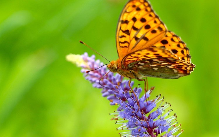 насекомое, цветок, бабочка, крылья, insect, flower, butterfly, wings