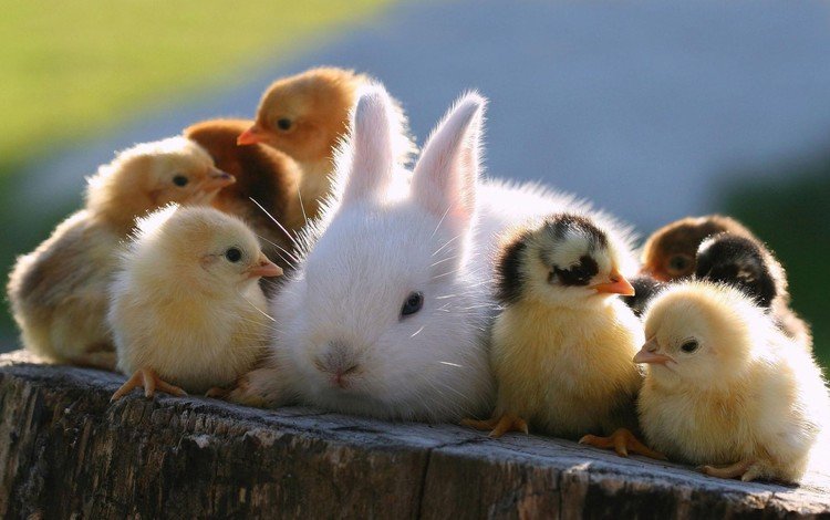 кролик, животное, друзья, пень, птенцы, цыплята, rabbit, animal, friends, stump, chicks, chickens