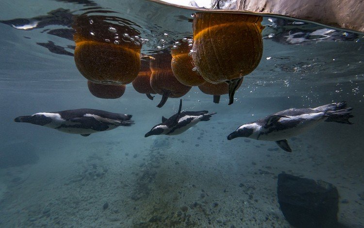 птицы, под водой, пингвин, пингвины, тыквы, birds, under water, penguin, penguins, pumpkin