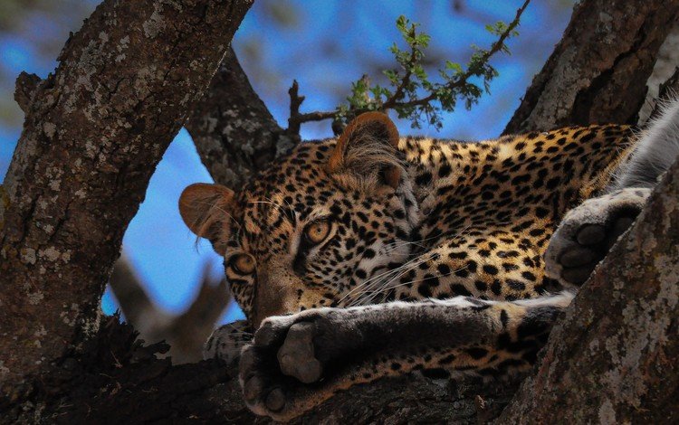 глаза, дерево, мордочка, взгляд, леопард, большая кошка, eyes, tree, muzzle, look, leopard, big cat