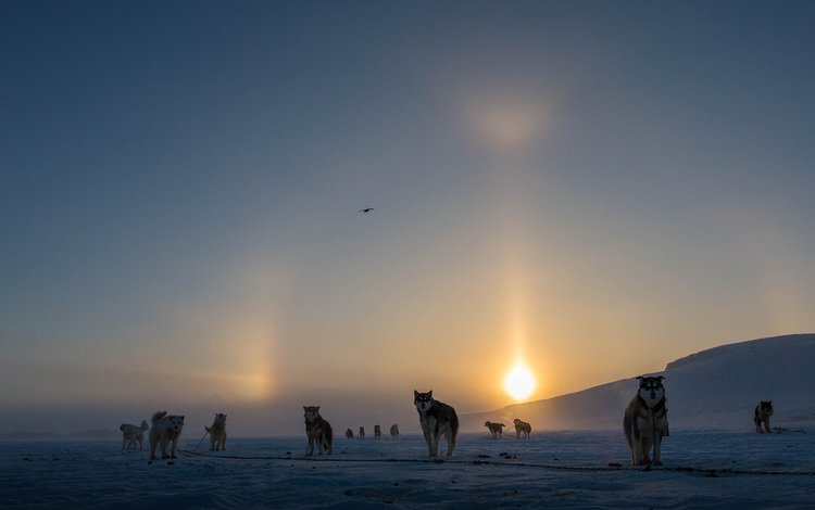 солнце, снег, зима, туман, канада, собаки, аляскинский маламут, clare kines, the sun, snow, winter, fog, canada, dogs, alaskan malamute