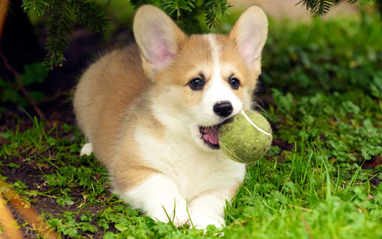 трава, собака, щенок, язык, мячик, вельш-корги, пемброк, grass, dog, puppy, language, the ball, welsh corgi, pembroke